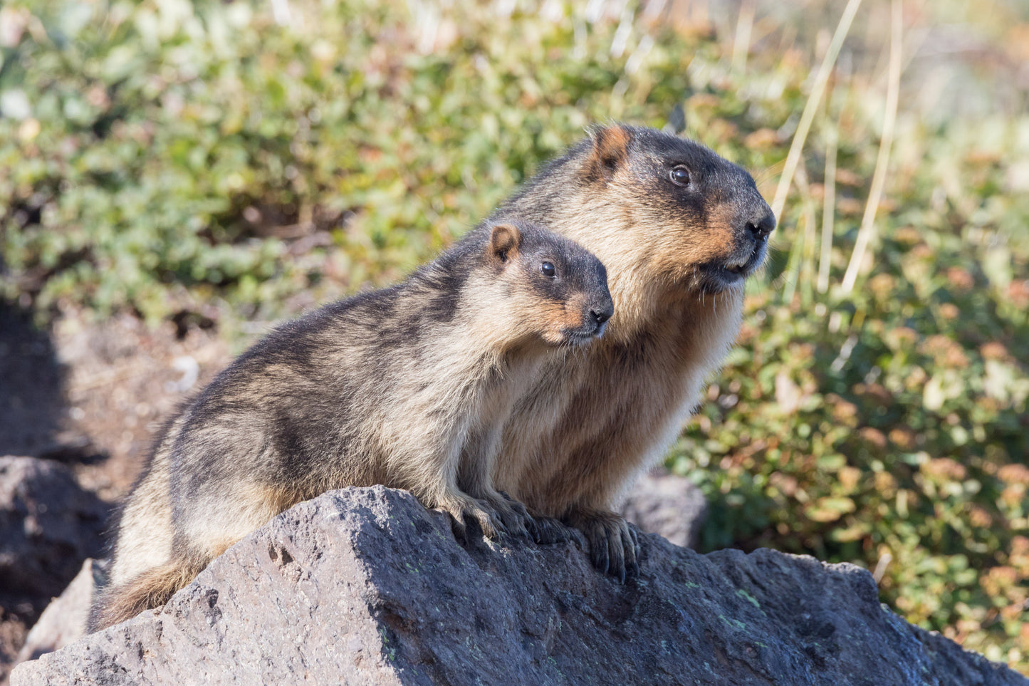 Black Capped Marmot Glossy Poster Picture Photo Print Banner  Booma Prints