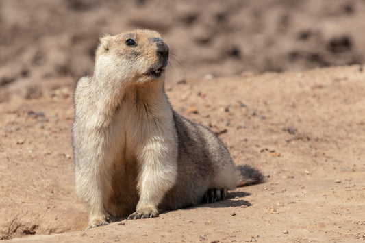 Marmot Bobak Glossy Poster Picture Photo Print Banner  Booma Prints