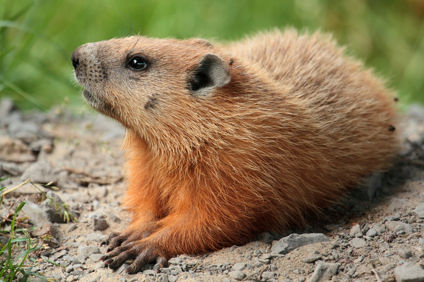 Marmot Groundhog Glossy Poster Picture Photo Print Banner  Booma Prints