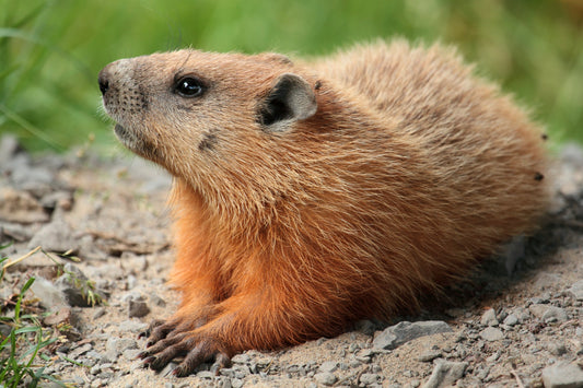 Marmot Groundhog Glossy Poster Picture Photo Print Banner  Booma Prints
