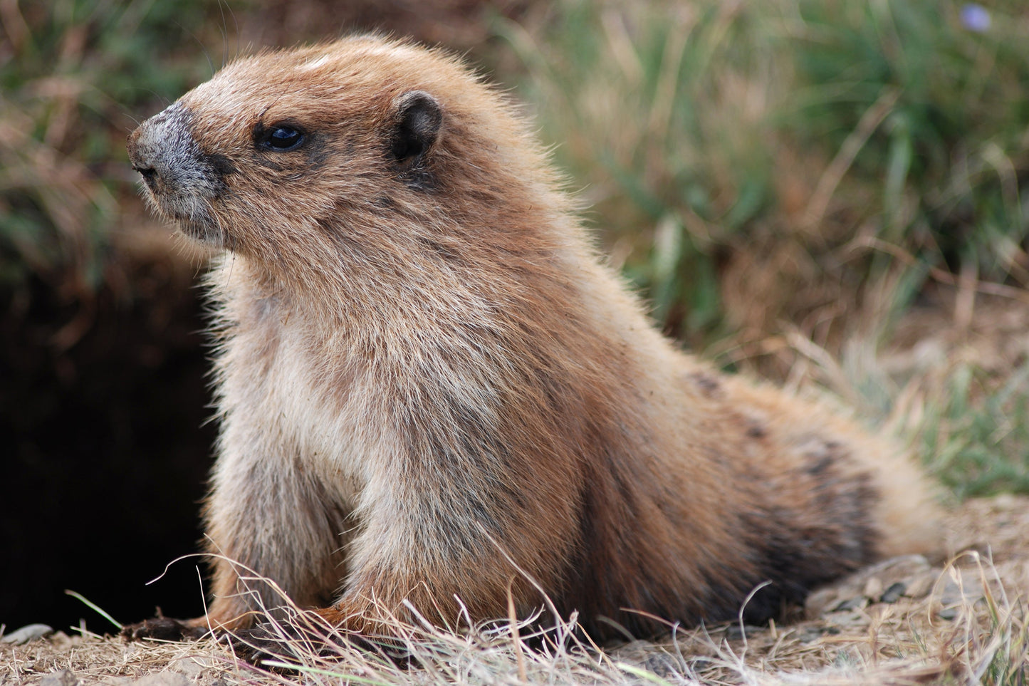 Marmot Olympic Glossy Poster Picture Photo Print Banner  Booma Prints