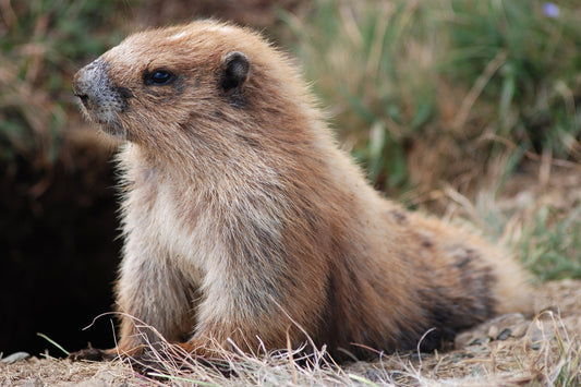Marmot Olympic Glossy Poster Picture Photo Print Banner  Booma Prints