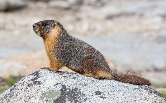 Marmot Yellow Bellied Glossy Poster Picture Photo Print Banner  Booma Prints