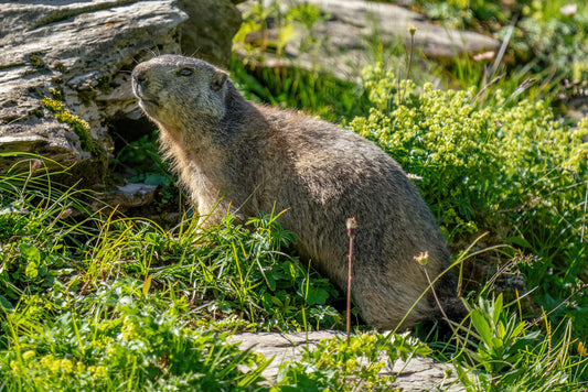 Marmot In Grass Glossy Poster Picture Photo Print Banner  Booma Prints