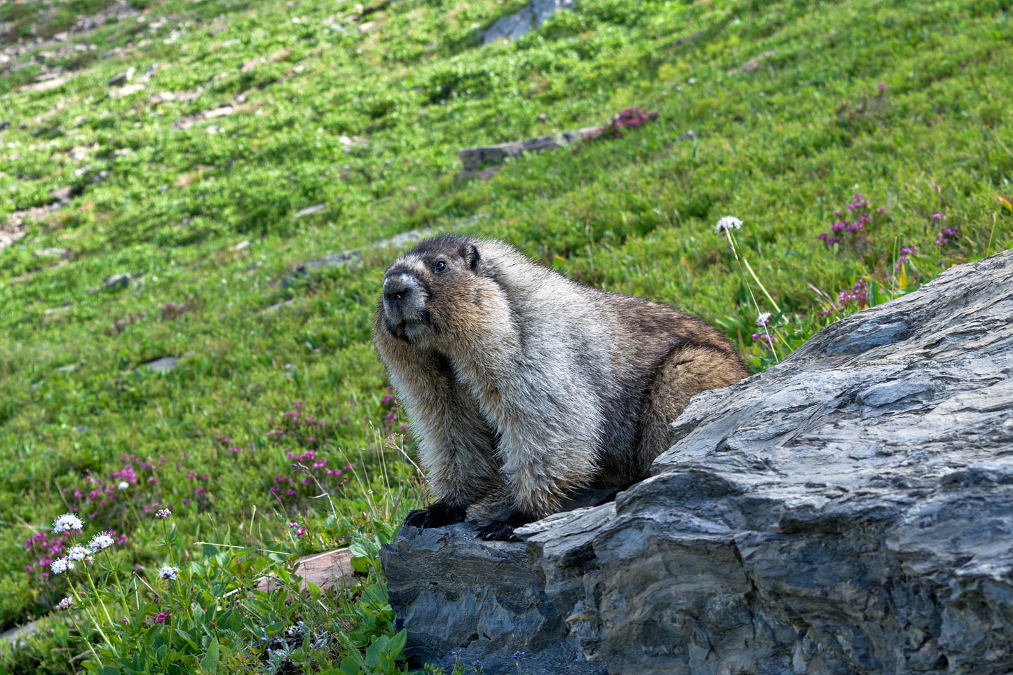 Marmot Glacier Park Glossy Poster Picture Photo Print Banner  Booma Prints
