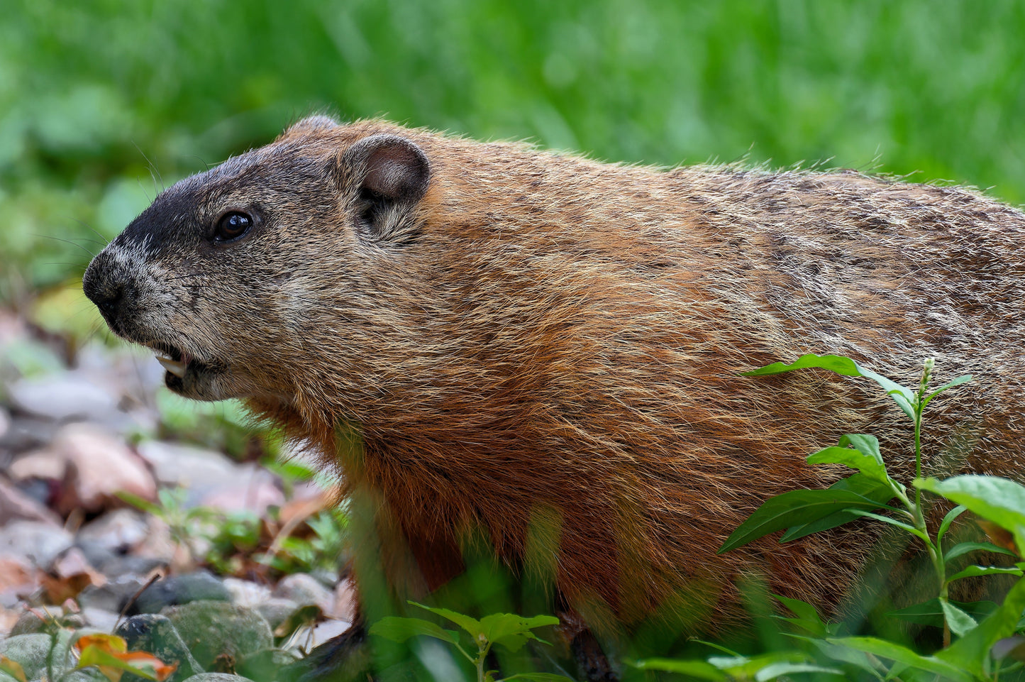 Marmot Ground Squirrel Glossy Poster Picture Photo Print Banner  Booma Prints