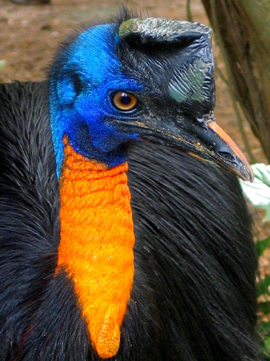 Norther Cassowary Single Wattled Glossy Poster Picture Photo Print Banner  Booma Prints