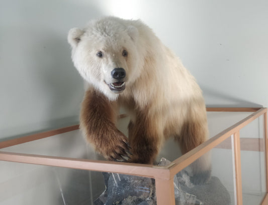 Pizzly Polar Grizzly Bear Hybrid Glossy Poster Picture Photo Print Banner  Booma Prints