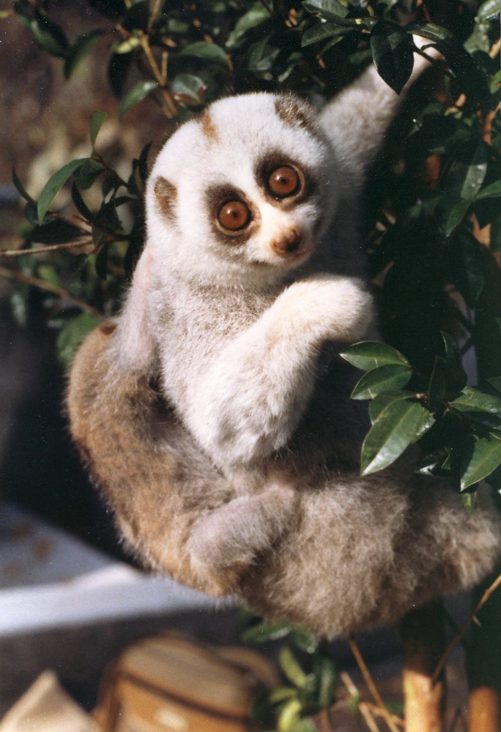Slow Loris Primate Glossy Poster Picture Photo Print Banner  Booma Prints