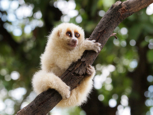 Slow Loris In Tree Glossy Poster Picture Photo Print Banner  Booma Prints