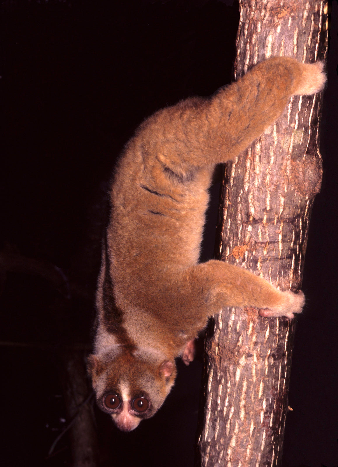 Slow Loris Climbing Tree Glossy Poster Picture Photo Print Banner  Booma Prints