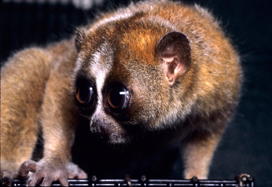 Slow Loris Venomous Primate Glossy Poster Picture Photo Print Banner  Booma Prints