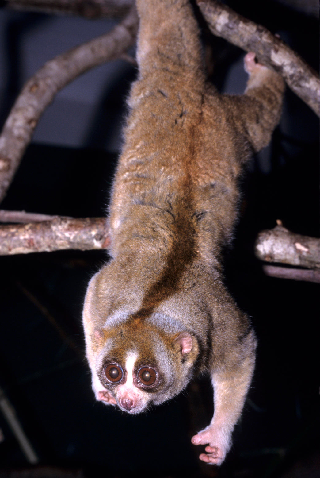 Slow Loris Nocturnal Hanging Glossy Poster Picture Photo Print Banner  Booma Prints