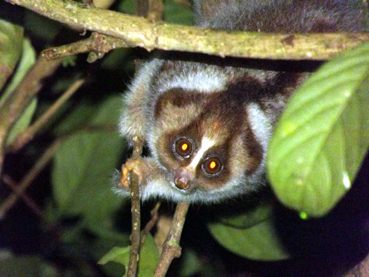 Slow Loris Nocturnal Primate Glossy Poster Picture Photo Print Banner  Booma Prints