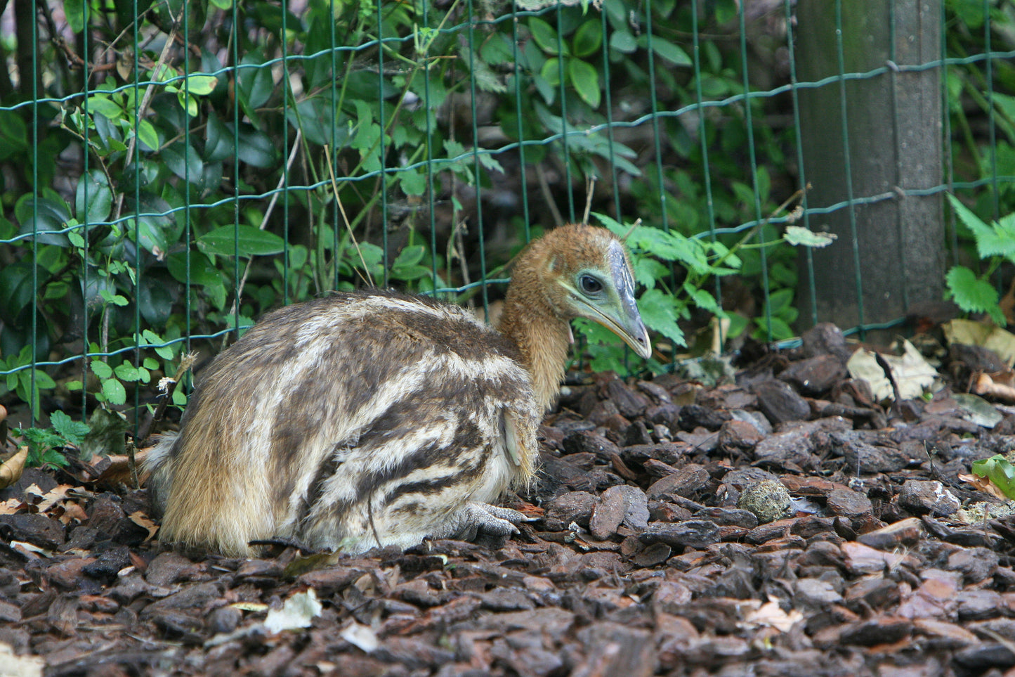 Southern Cassowary Juvenile Glossy Poster Picture Photo Print Banner  Booma Prints