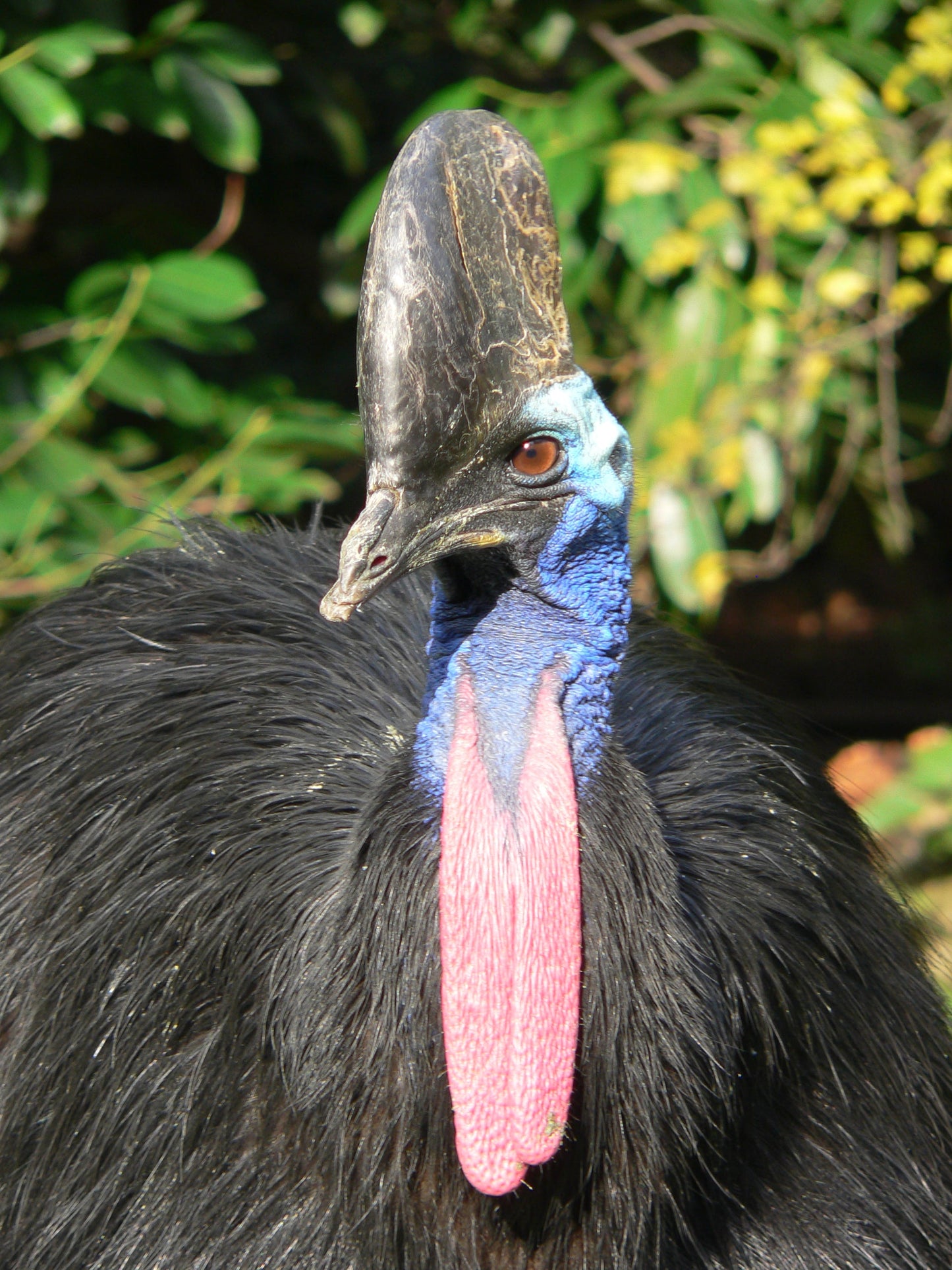 Southern Cassowary Double Wattled Glossy Poster Picture Photo Print Banner  Booma Prints