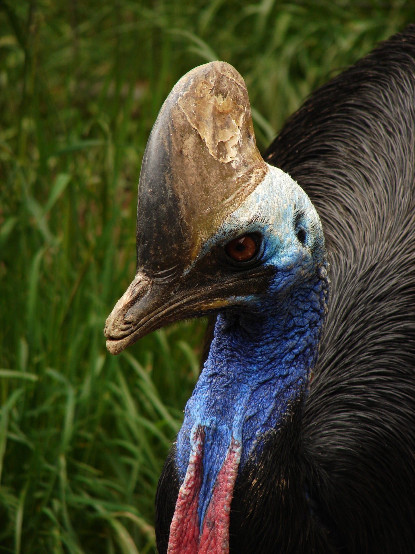 Southern Cassowary Head Glossy Poster Picture Photo Print Banner  Booma Prints