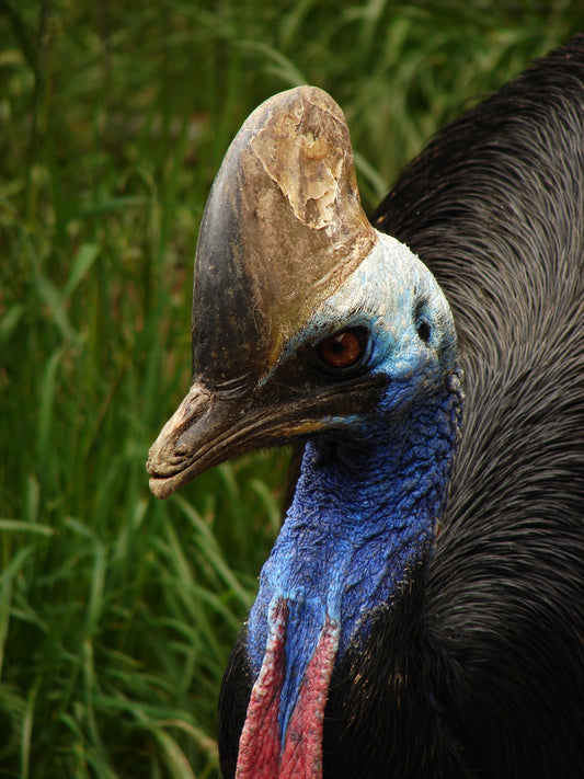 Southern Cassowary Head Glossy Poster Picture Photo Print Banner  Booma Prints