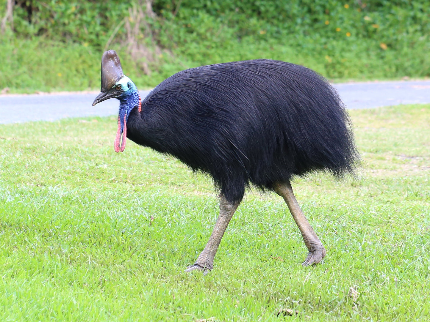 Sothern Cassowary Bird Grass Glossy Poster Picture Photo Print Banner  Booma Prints