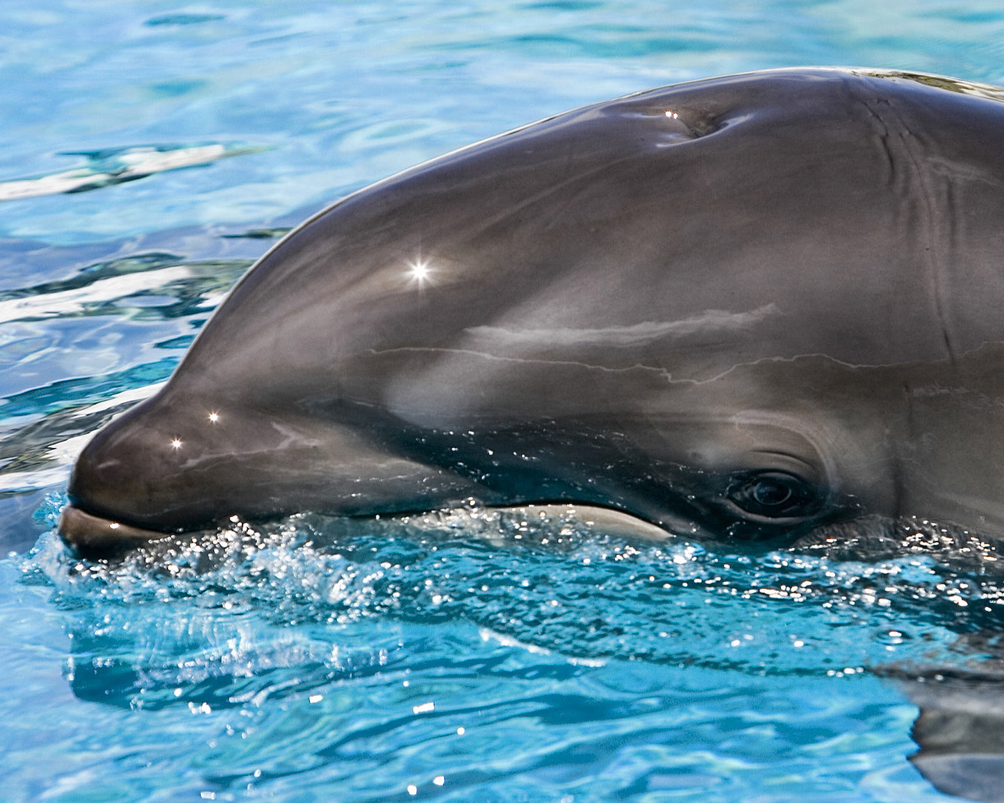 Wholphin Whale Dolphin Hybrid Glossy Poster Picture Photo Print Banner  Booma Prints