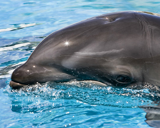 Wholphin Whale Dolphin Hybrid Glossy Poster Picture Photo Print Banner  Booma Prints