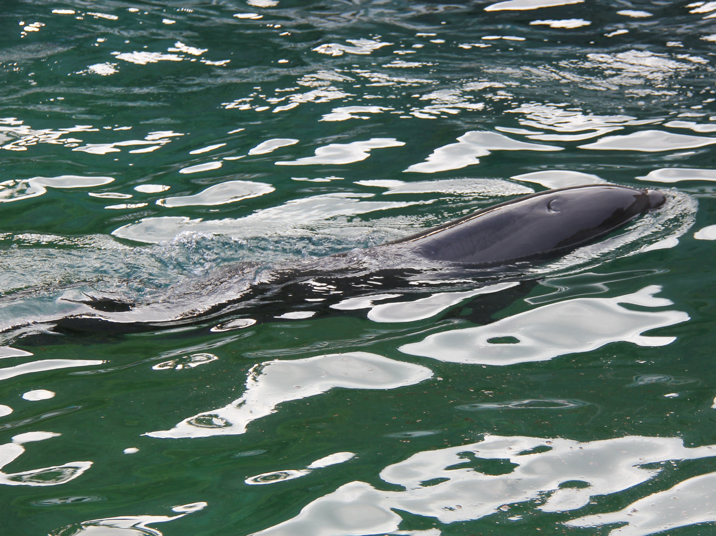 Wholphin Whale Dolphin Cetacean Glossy Poster Picture Photo Print Banner  Booma Prints