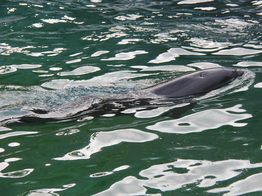Wholphin Whale Dolphin Cetacean Glossy Poster Picture Photo Print Banner  Booma Prints