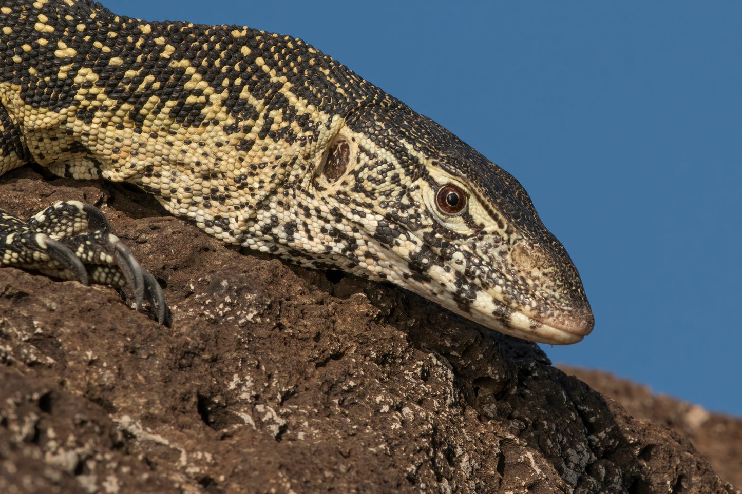 Nile Monitor Lizard Glossy Poster Picture Photo Print Banner  Booma Prints