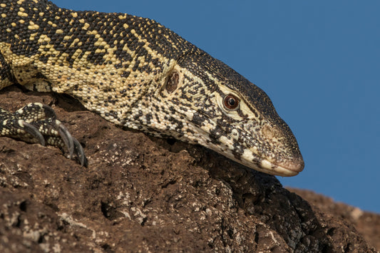 Nile Monitor Lizard Glossy Poster Picture Photo Print Banner  Booma Prints