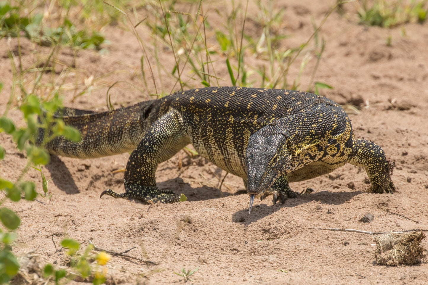 Nile Monitor Lizard Africa Glossy Poster Picture Photo Print Banner  Booma Prints