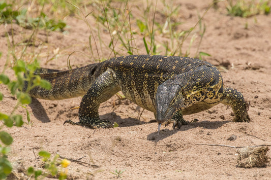 Nile Monitor Lizard Africa Glossy Poster Picture Photo Print Banner  Booma Prints