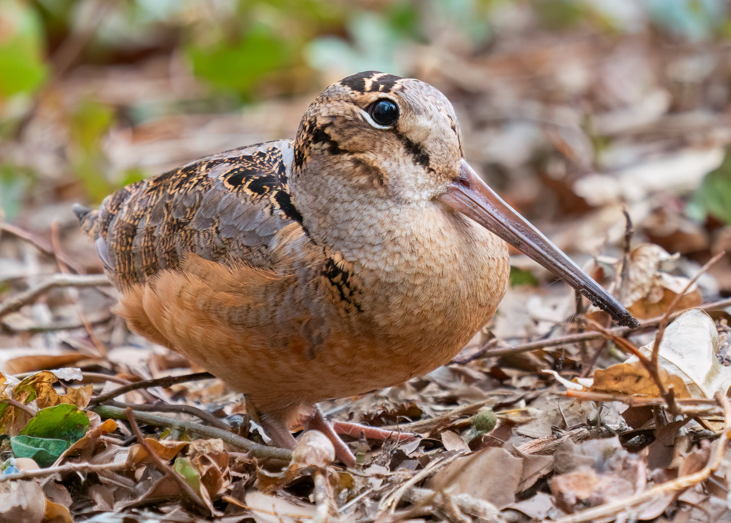 American Woodcock Bird Glossy Poster Picture Photo Print Banner  Booma Prints