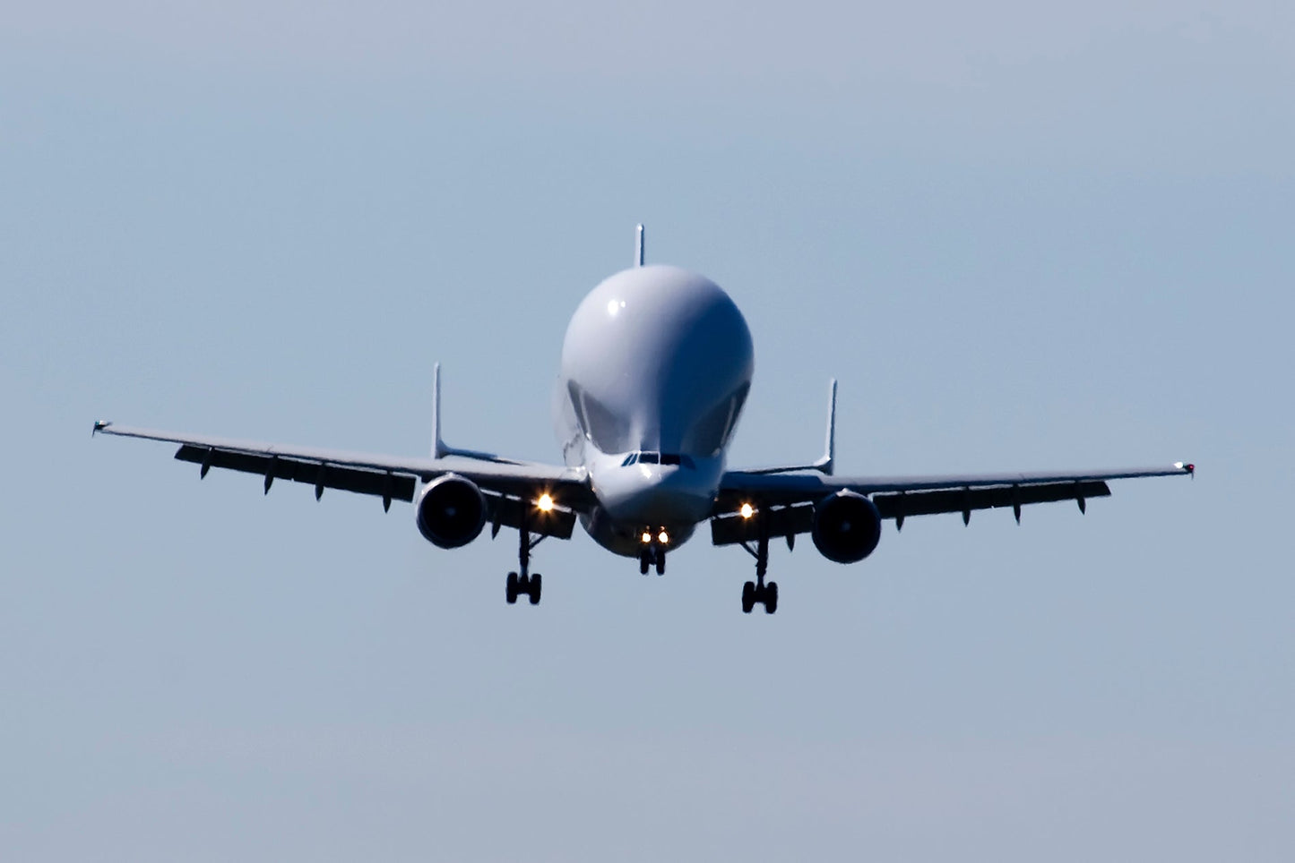 Airbus Beluga In Flight Glossy Poster Picture Photo Print Banner  Booma Prints