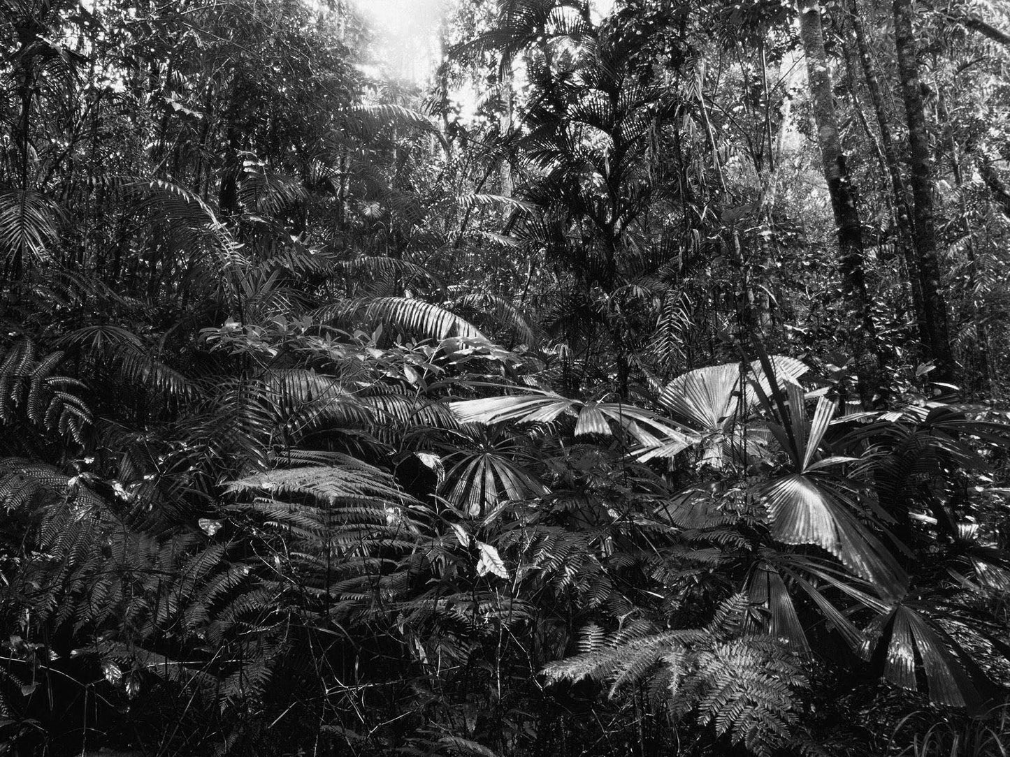 Amazon Rainforest Black & White Glossy Poster Picture Photo Print Banner  Booma Prints