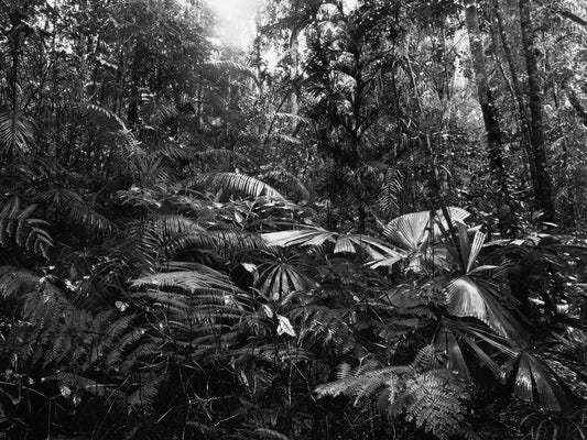 Amazon Rainforest Black & White Glossy Poster Picture Photo Print Banner  Booma Prints