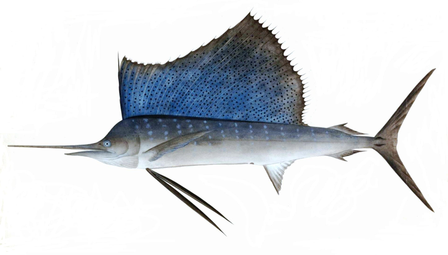 Indo Pacific Sailfish Glossy Poster Picture Photo Print Banner  Booma Prints