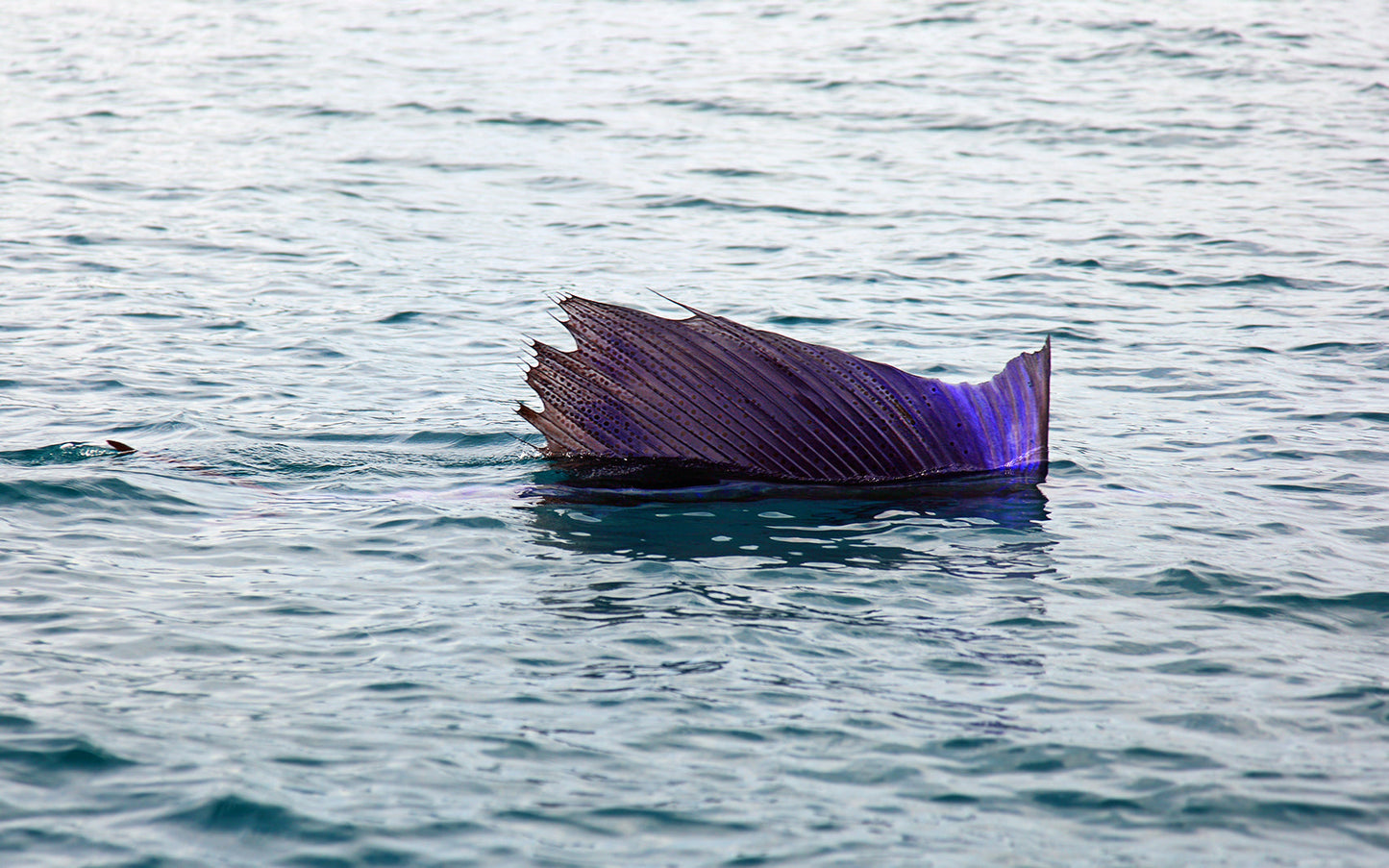 Pacific Sailfish Fin In Water Glossy Poster Picture Photo Print Banner  Booma Prints