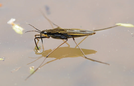 Water Strider Insect Glossy Poster Picture Photo Print Banner  Booma Prints