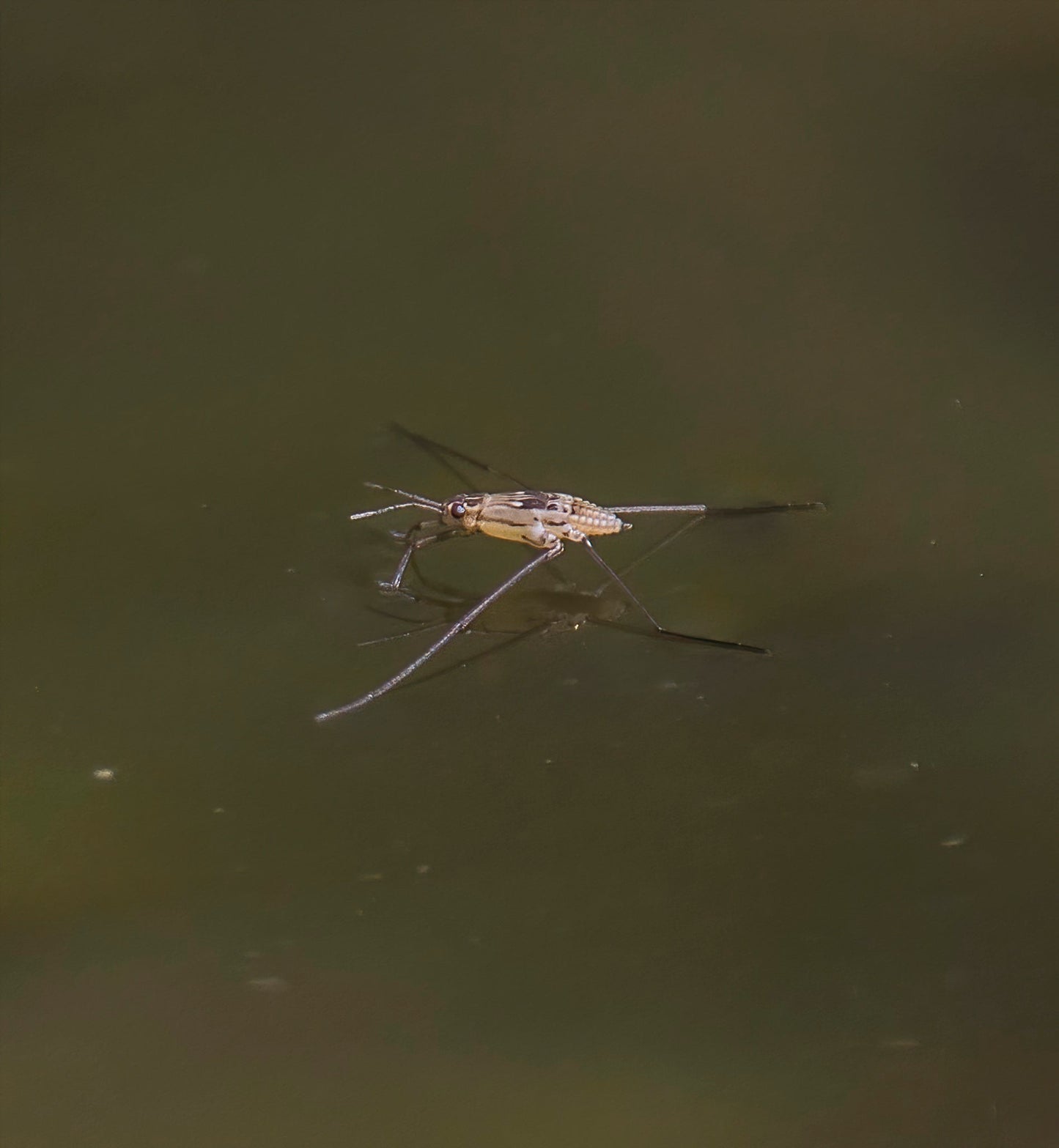 Water Strider Water Bug Glossy Poster Picture Photo Print Banner  Booma Prints