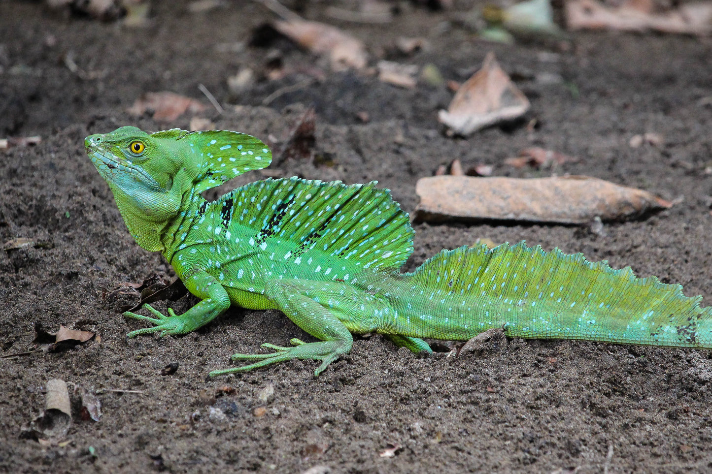 Jesus Lizard Green Basilisk Costa Rica Poster Picture Photo Print Banner  Booma Prints