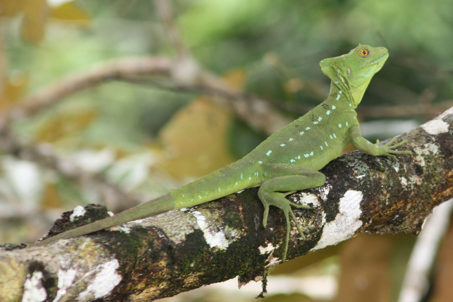 Jesus Lizard Green Basilisk Female Poster Picture Photo Print Banner  Booma Prints