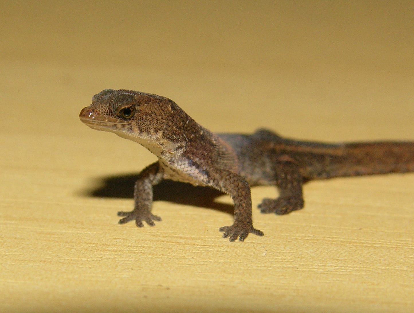 Brazilian Pygmy Gecko Glossy Poster Picture Photo Print Banner  Booma Prints