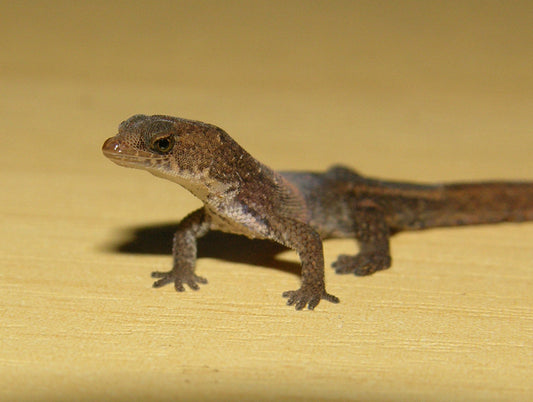 Brazilian Pygmy Gecko Glossy Poster Picture Photo Print Banner  Booma Prints
