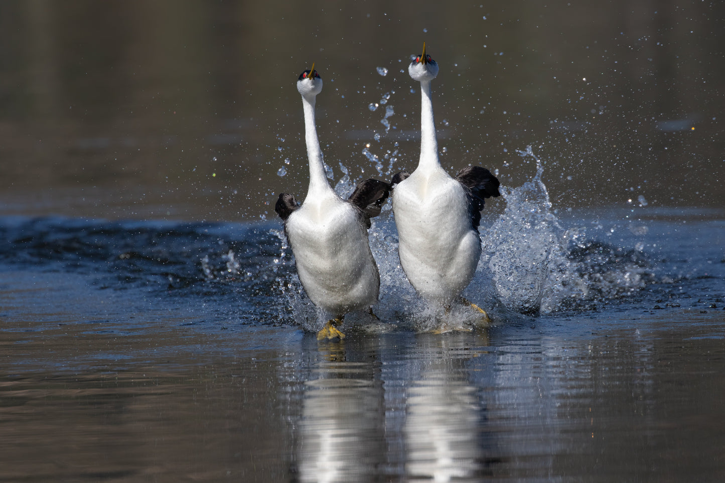 Western Grebe Birds Water Glossy Poster Picture Photo Print Banner  Booma Prints