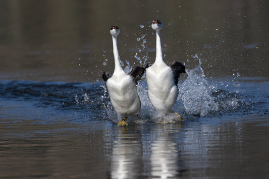Western Grebe Birds Water Glossy Poster Picture Photo Print Banner  Booma Prints