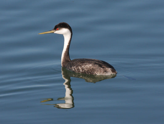Western Grebe Bird Swan Grebe Glossy Poster Picture Photo Print Banner  Booma Prints