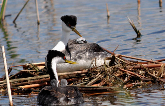 Western Grebe Chicks Glossy Poster Picture Photo Print Banner  Booma Prints