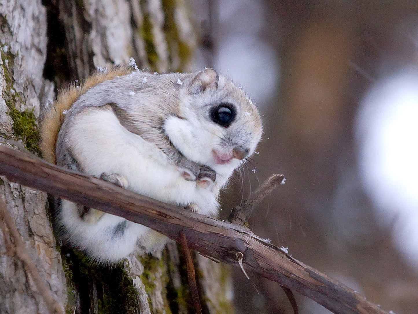 Japanese Ezo Flying Squirrel Glossy Poster Picture Photo Print Banner  Booma Prints