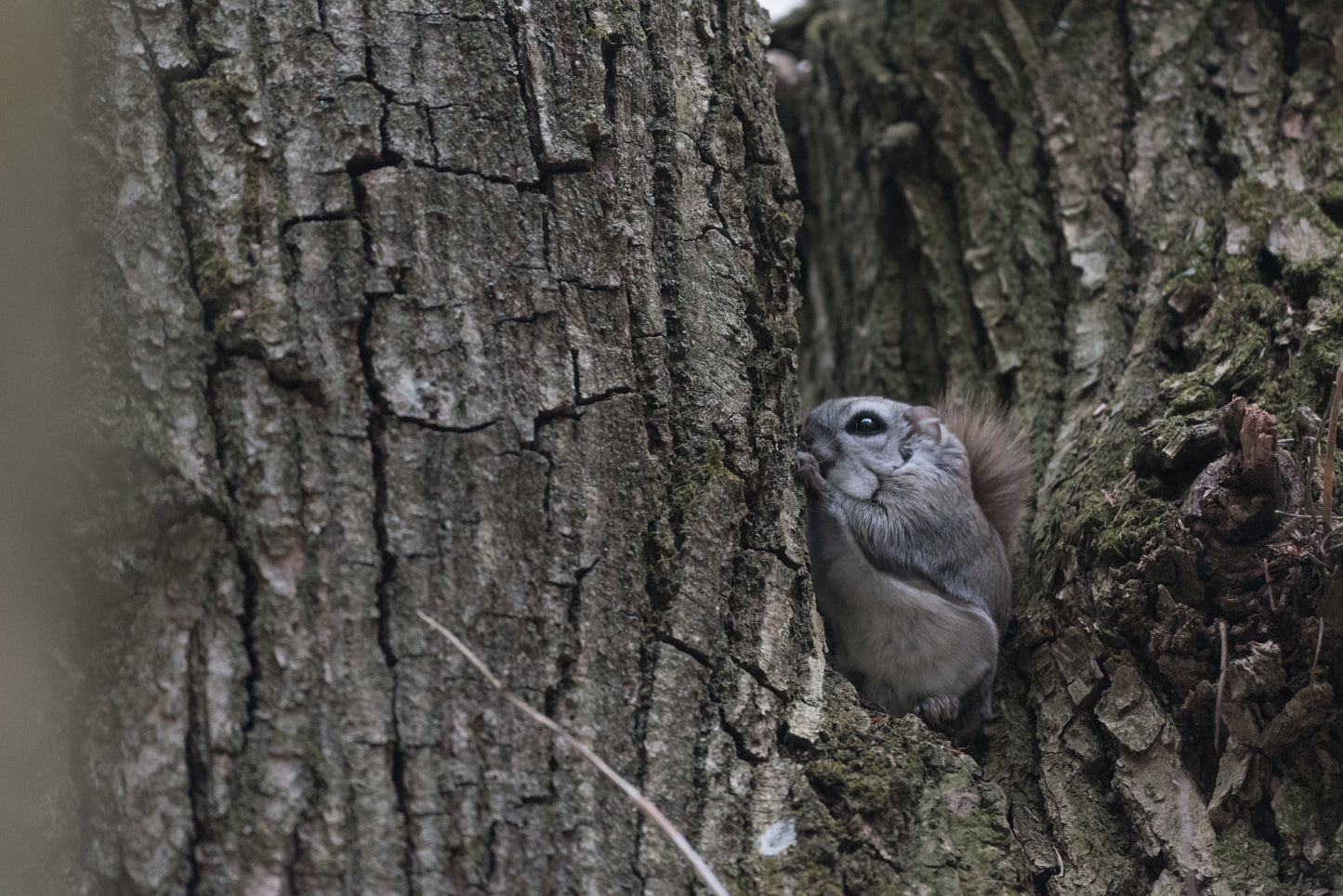 Siberian Flying Squirrel Glossy Poster Picture Photo Print Banner  Booma Prints