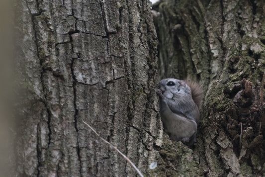 Siberian Flying Squirrel Glossy Poster Picture Photo Print Banner  Booma Prints
